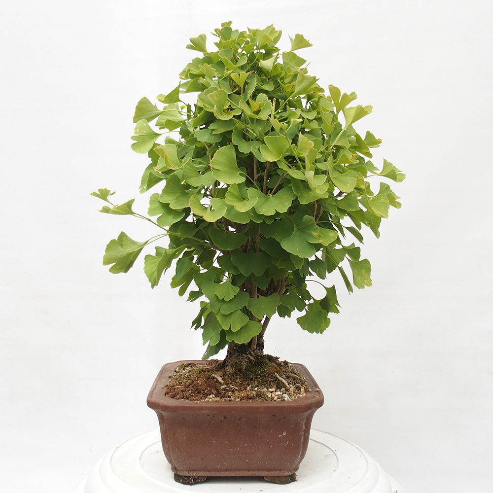 Vonkajší bonsai - Jinan dvojlaločný - Ginkgo biloba