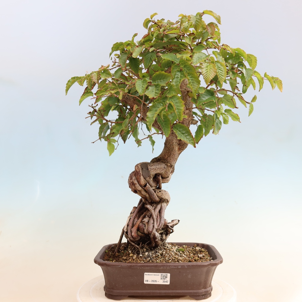 Vonkajšie bonsaje -Carpinus CARPINOIDES - Hrab kórejský