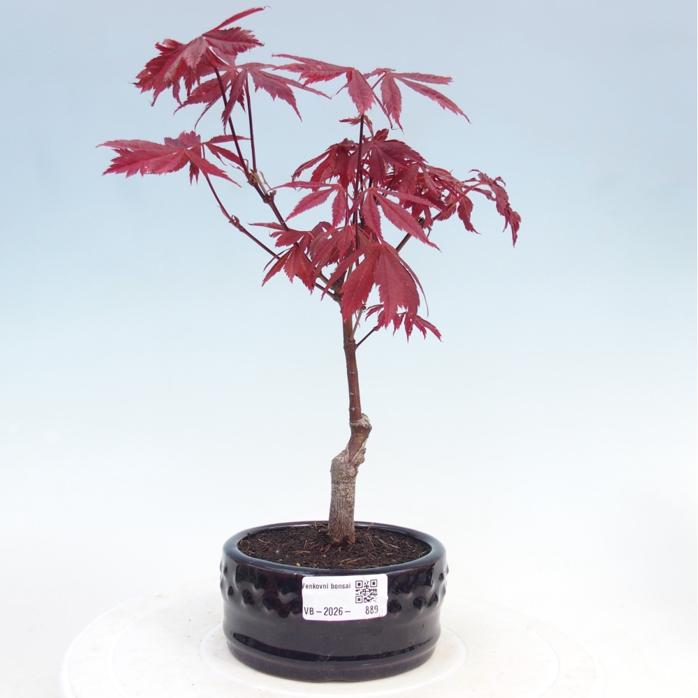 Vonkajšia bonsaj - palma Acer. Atropurpureum-Javor palmový