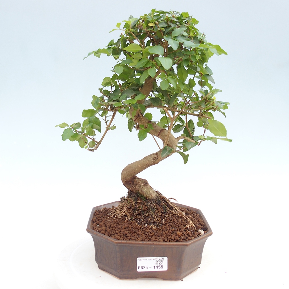 Izbová bonsai -Ligustrum chinensis - Vtáčí zob