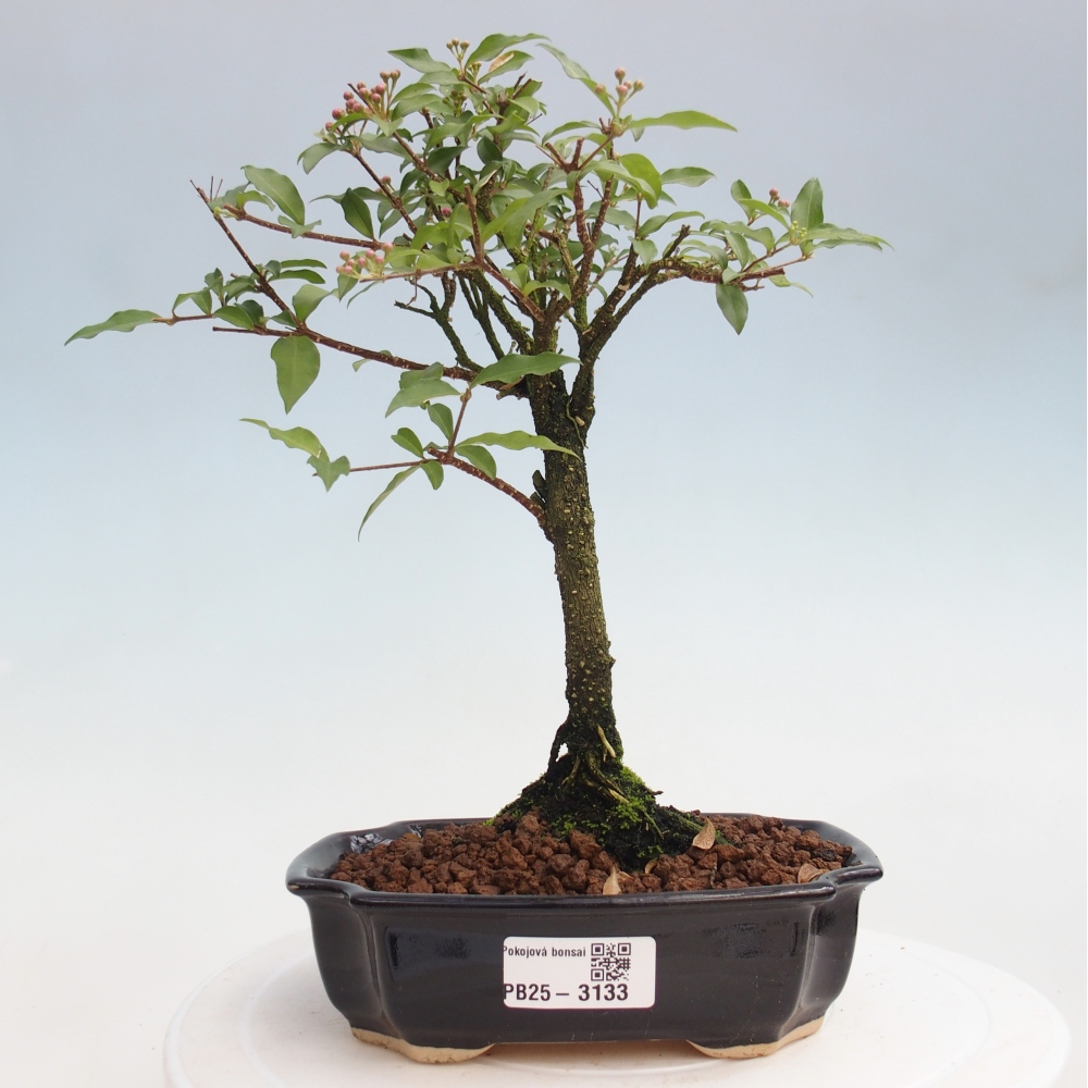 Izbová bonsai - Malpighia coccigera- Barbdorská čerešňa