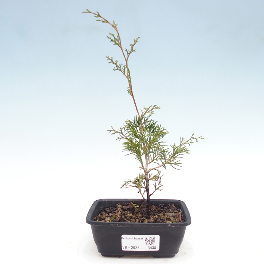 Vonkajší bonsaj - Juniperus chinensis Itoigawa