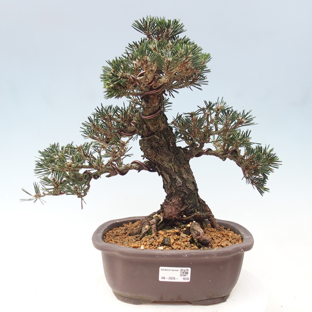 Vonkajšia bonsaj - Pinus thunbergii Kotobuki - borovica Thunbergova