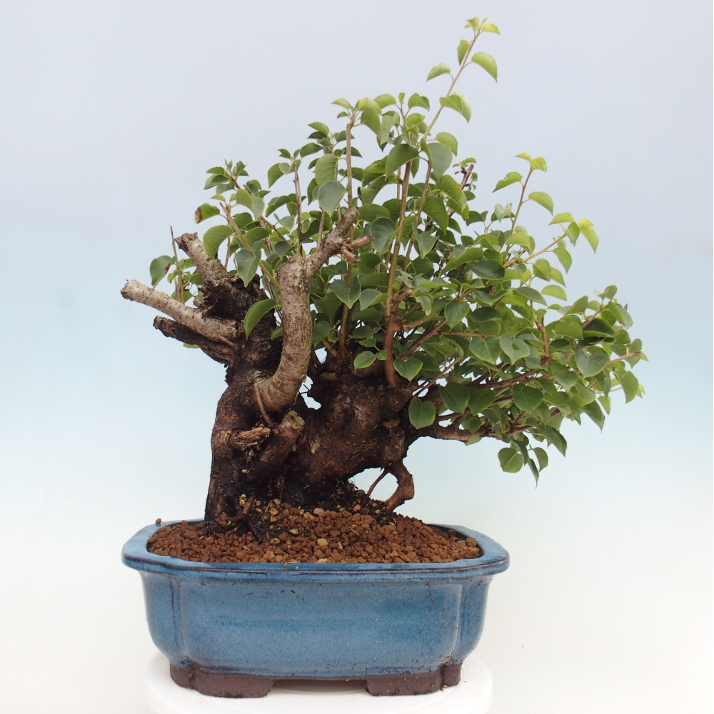 Vonkajšie bonsai - Mahalebka - Prunus mahalieb