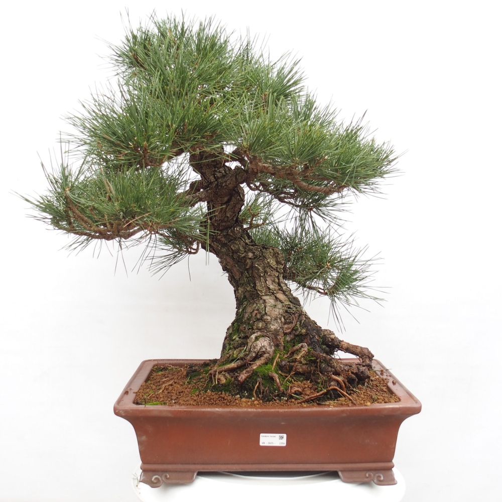 Vonkajšie bonsai - Pinus thunbergii - Borovica thunbergova
