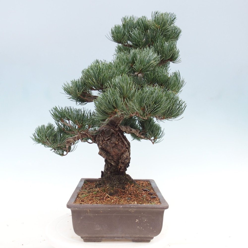 Vonkajšie bonsai - Pinus parviflora - Borovica drobnokvetá