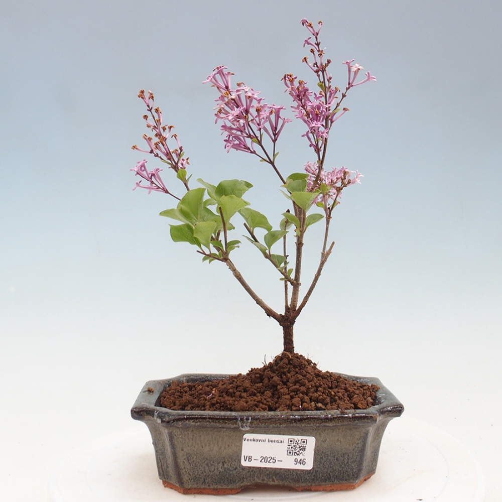 Vonkajší bonsai - Syringa Meyeri Palibin - Orgován Meyerov