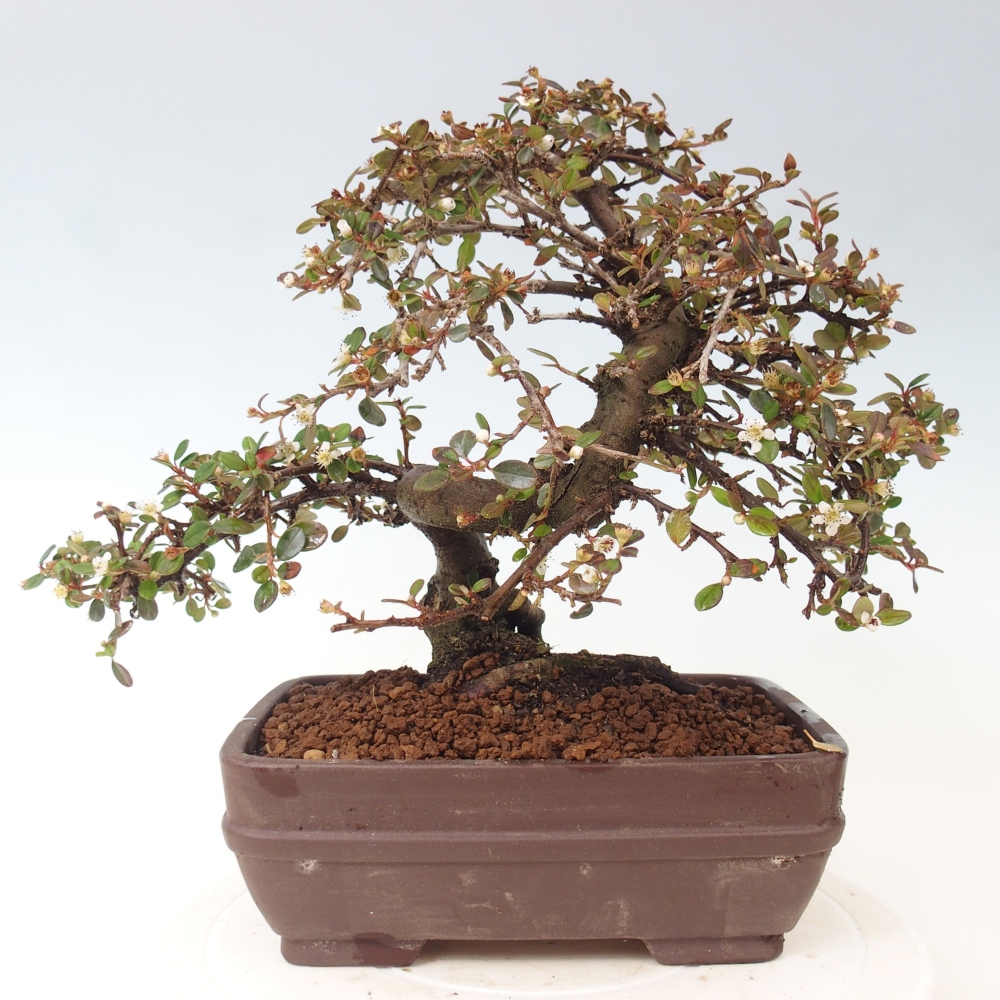 Vonkajší bonsaj-Cotoneaster dammeri - Damerova skala