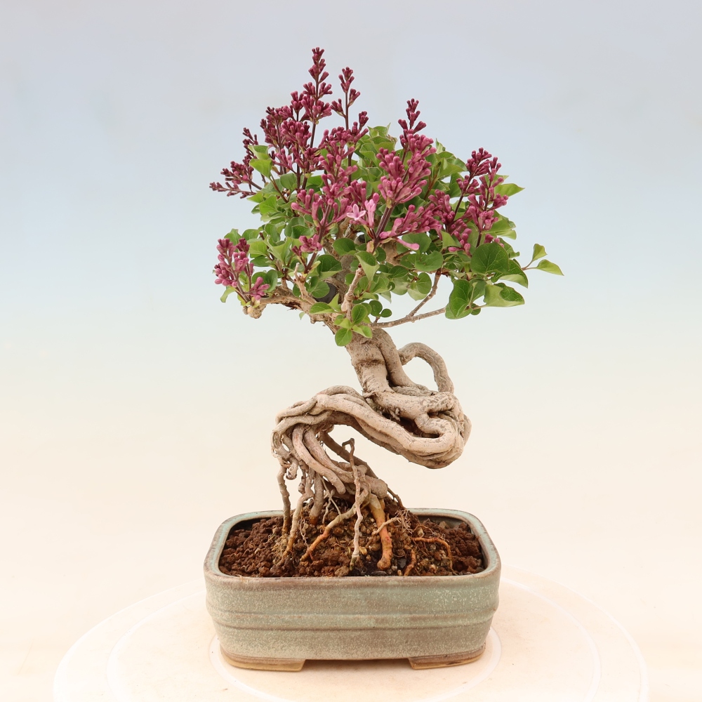 Vonkajší bonsaj - Syringa microphylla - drobnokvetý šeřík