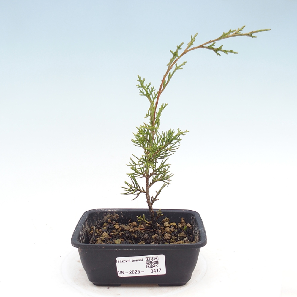 Vonkajší bonsaj - Juniperus chinensis Itoigawa