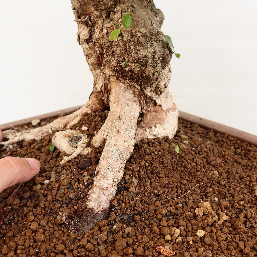 Vonkajší bonsai -Carpinus Coreana - Hrab kórejský