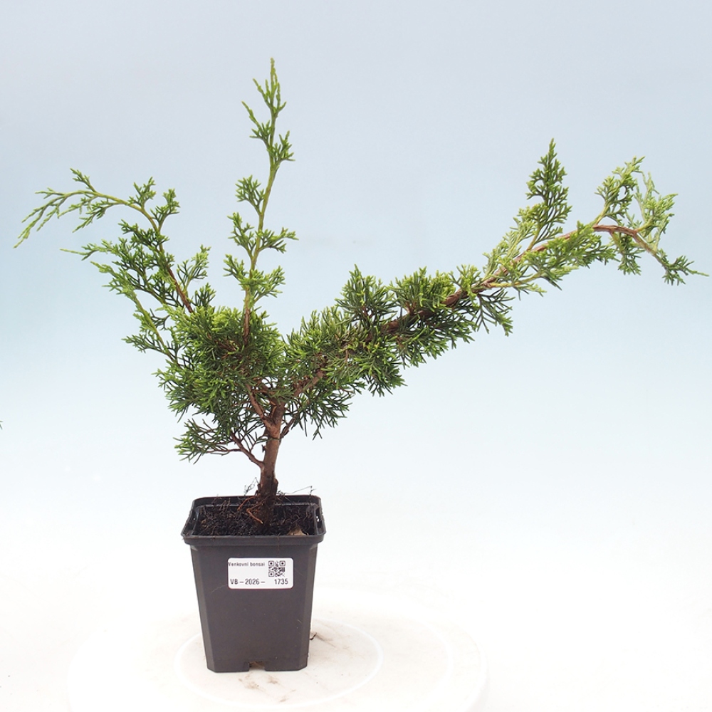 Vonkajší bonsaj - Juniperus chinensis Itoigawa