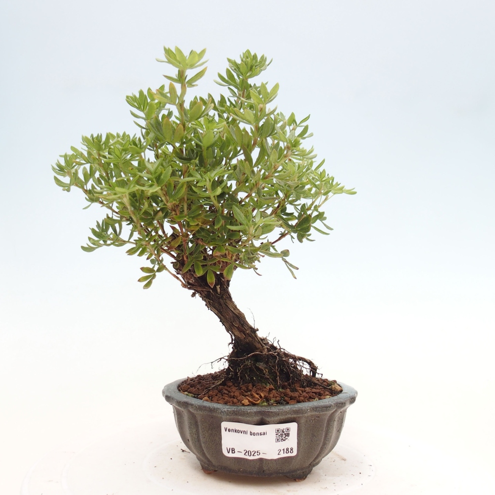Vonkajšia bonsai-Nátržník krovitá - potentila fruticosa yellow Bird