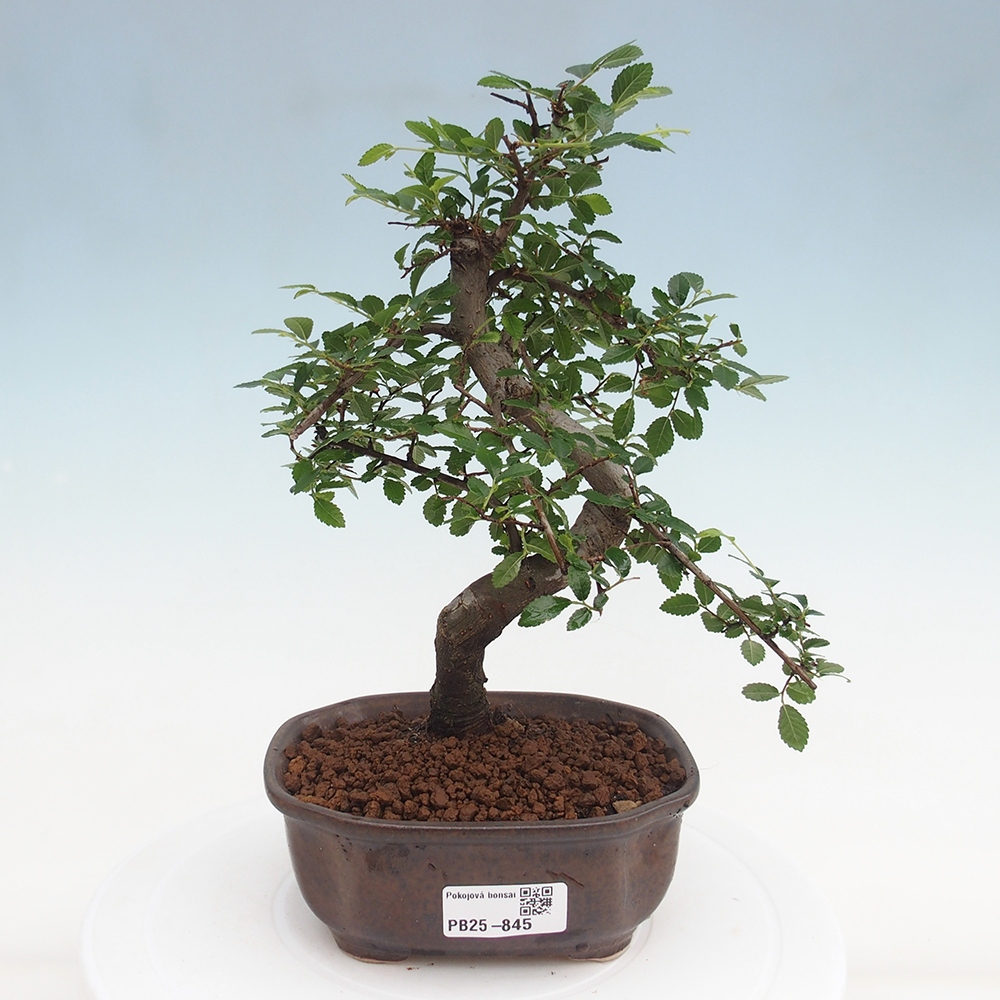 Izbová bonsai-malolistá brest 