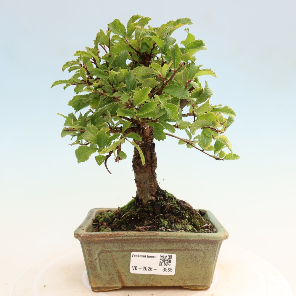 Vonkajšie bonsaje - Zelkova - Zelkova NIRE