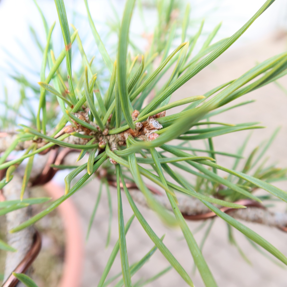 Pinus sylvestris Španielsko – borovica lesná