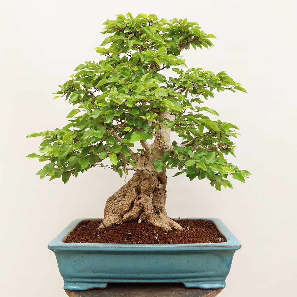 Vonkajší bonsai -Carpinus Coreana - Hrab kórejský