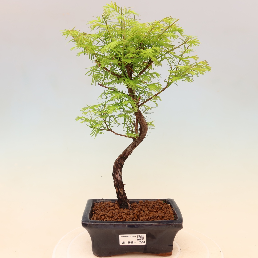 Vonkajšie bonsaje - Metasequoia glyptostroboides - čínska metasekvoja