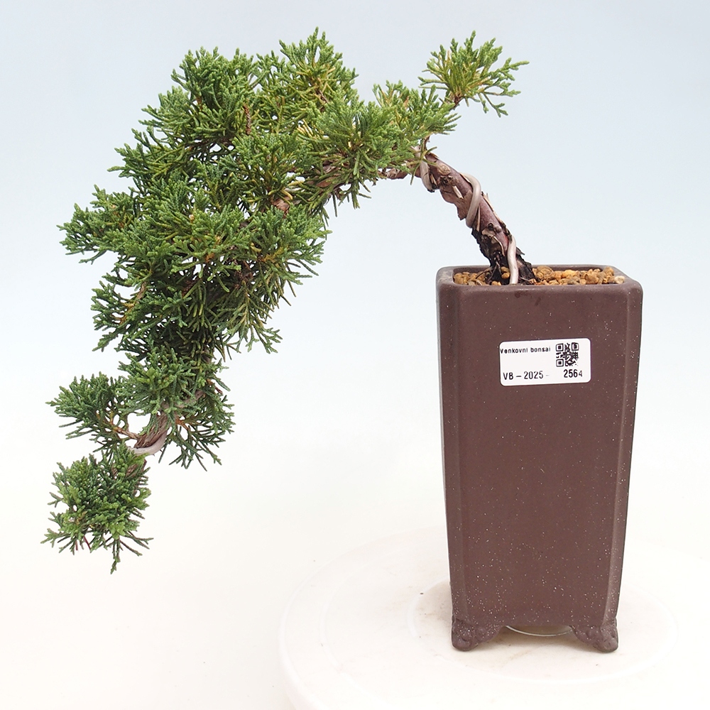 Vonkajší bonsai - Juniperus chinensis Kishu -Jalovec čínsky