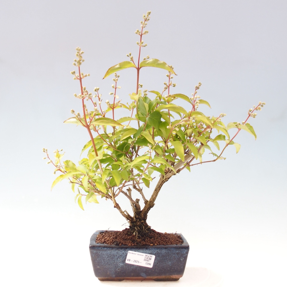 Vonkajší bonsai - Deutzia scabra Candidissima - Trojpuk
