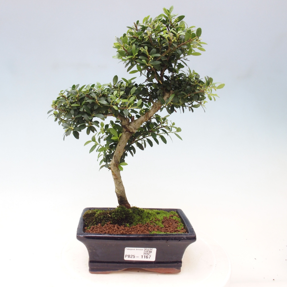 Izbová bonsai - Ilex crenata - Cezmína