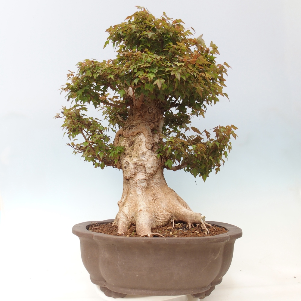 Vonkajšia bonsaj - Acer Buergerianum - Hamburgerový javor