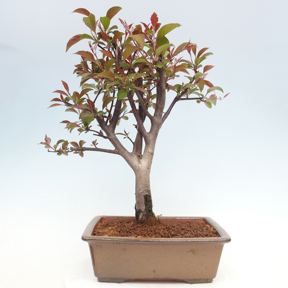 Vonkajší bonsai -Malus domestica - Maloplodá jabloň červenolistá
