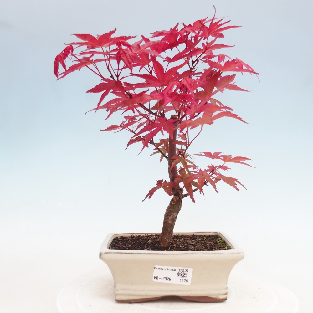 Vonkajší bonsaj - Acer palmatum DESHOJO