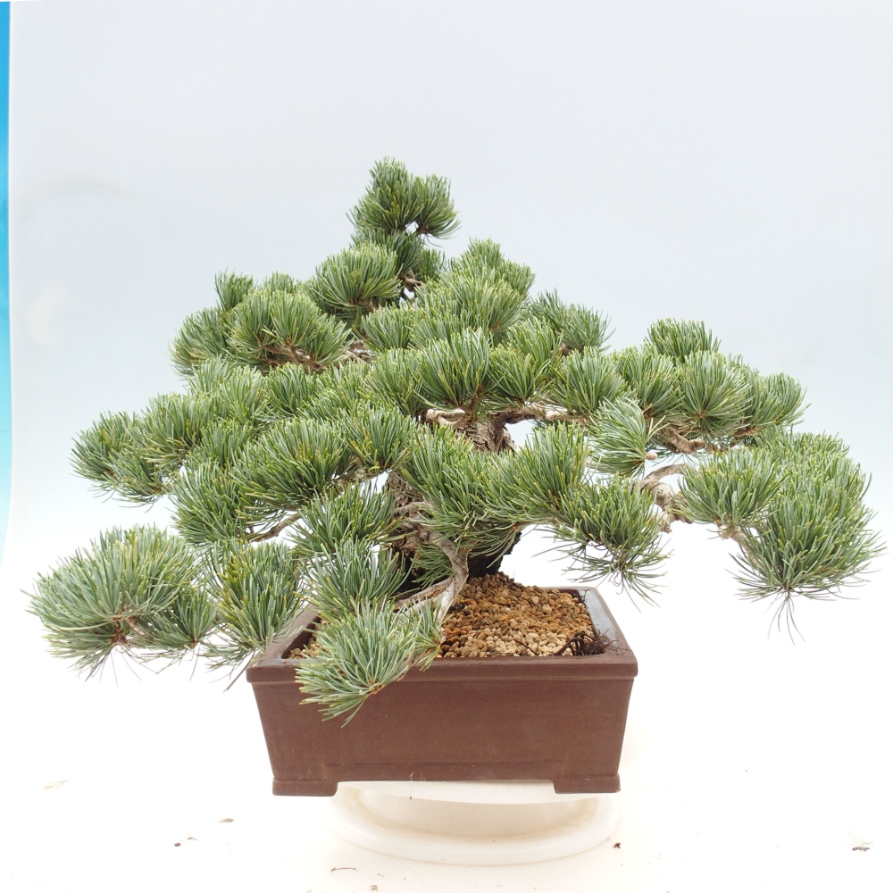 Vonkajšie bonsai - Pinus parviflora - Borovica drobnokvetá