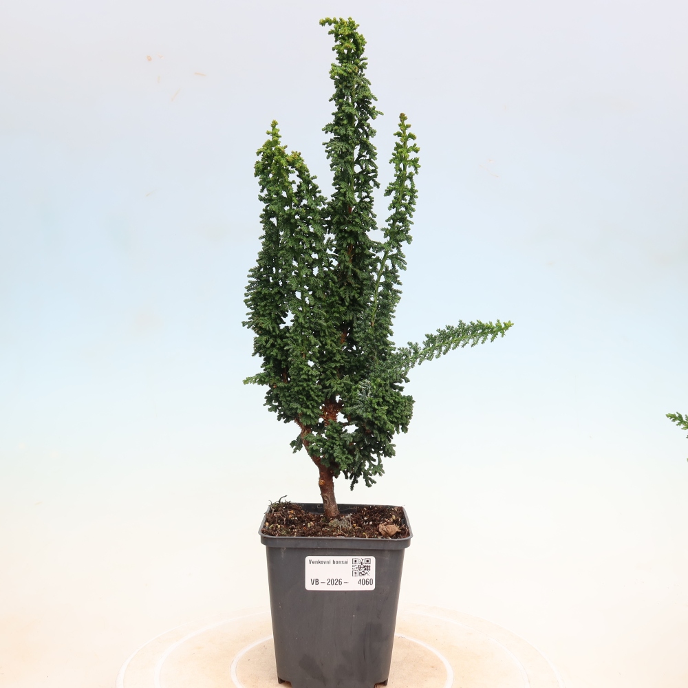 Vonkajší bonsaj - Cham. obtusa SEKKA HINOKI - Cypruštek