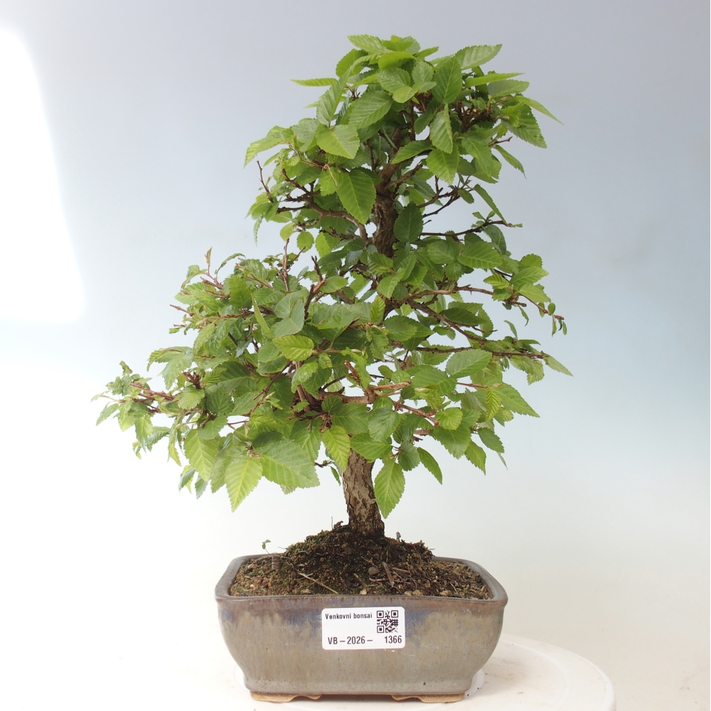 Vonkajšie bonsaje -Carpinus CARPINOIDES - Hrab kórejský