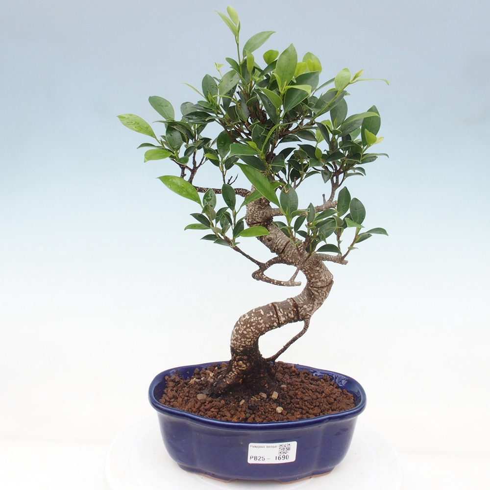 Izbová bonsai - Ficus retusa - malolistá fikus