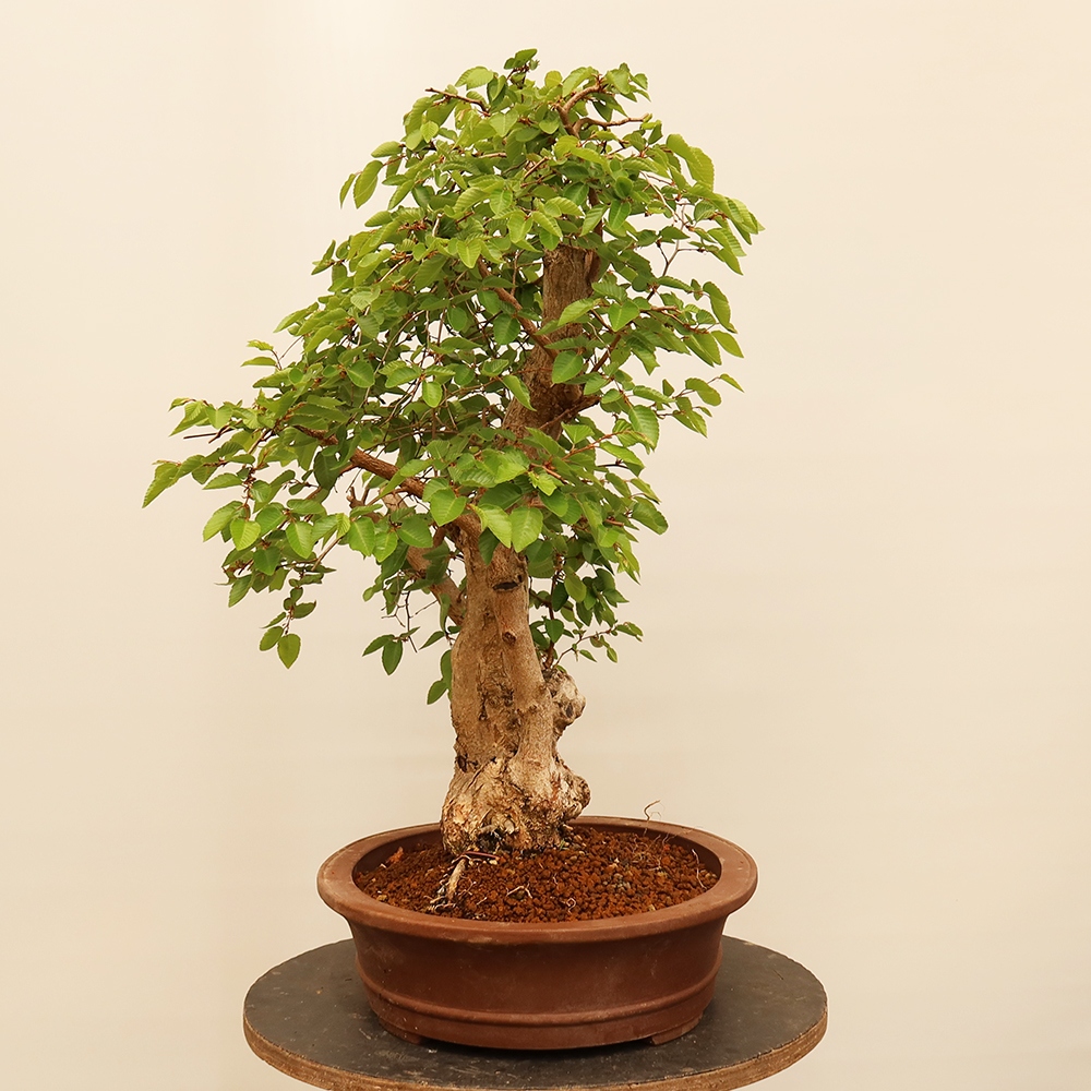 Vonkajší bonsai -Carpinus Coreana - Hrab kórejský