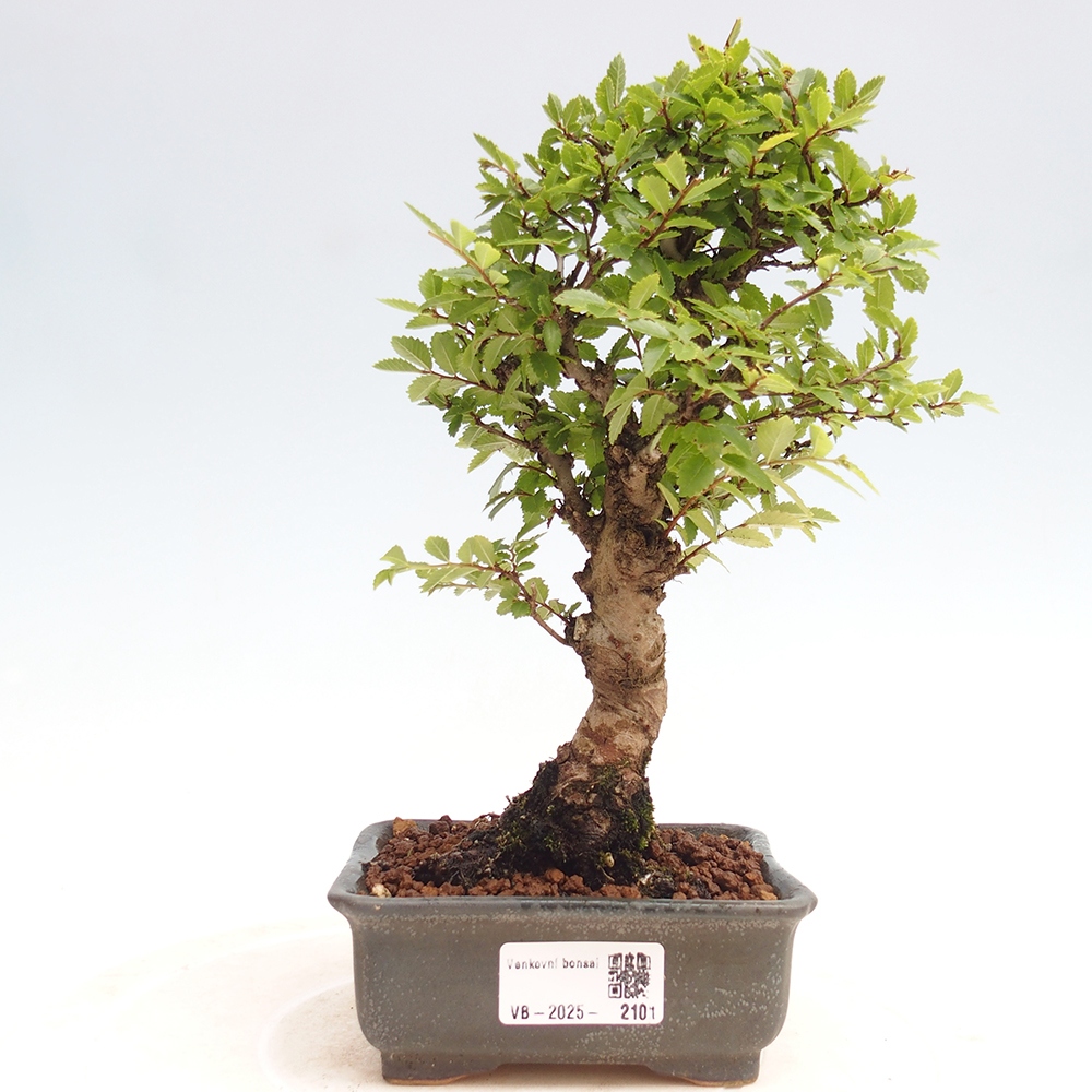 Vonkajšie bonsai - Zelkova - Zelkova Nirom