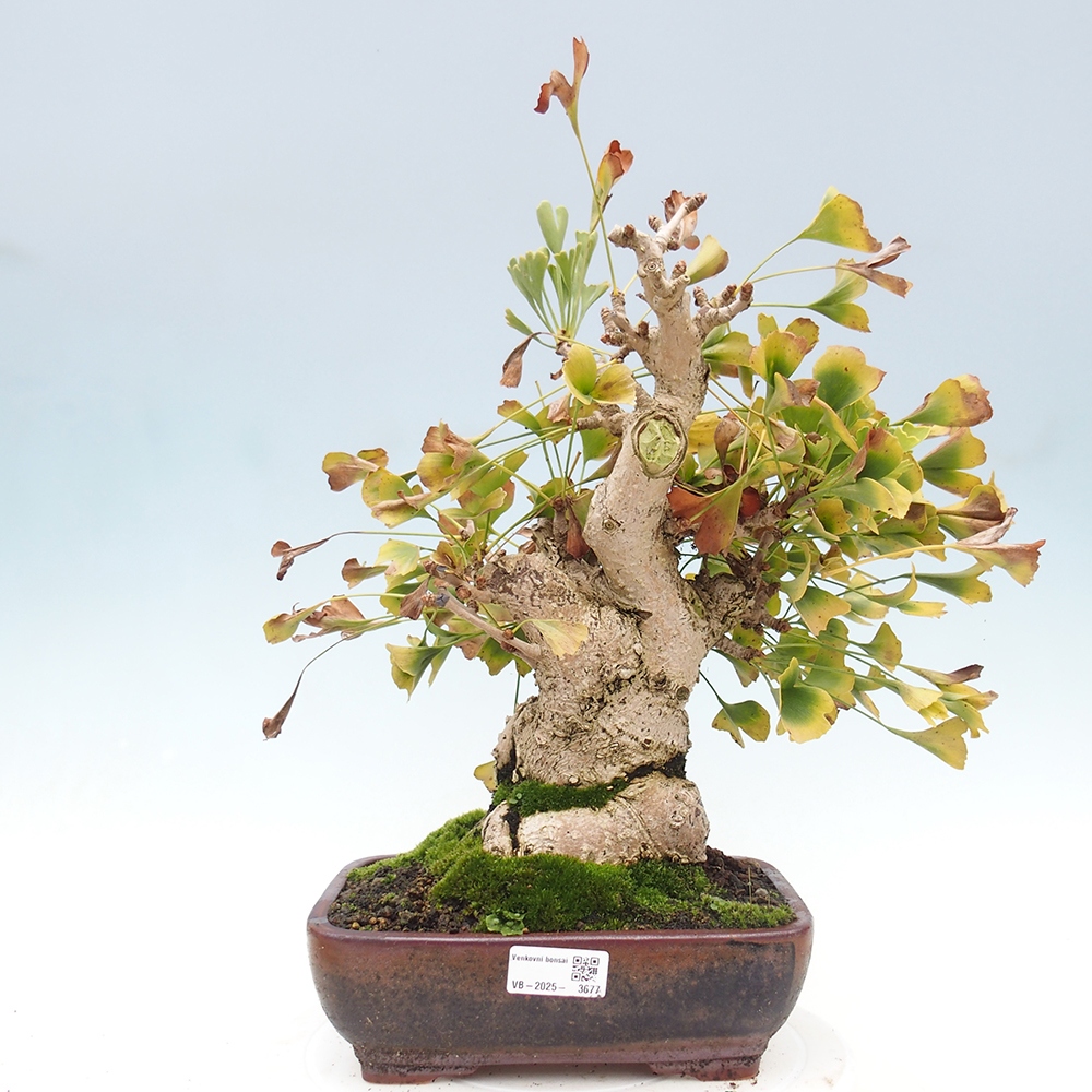 Vonkajšie bonsai - Ginko dvojlaločné - Ginkgo biloba