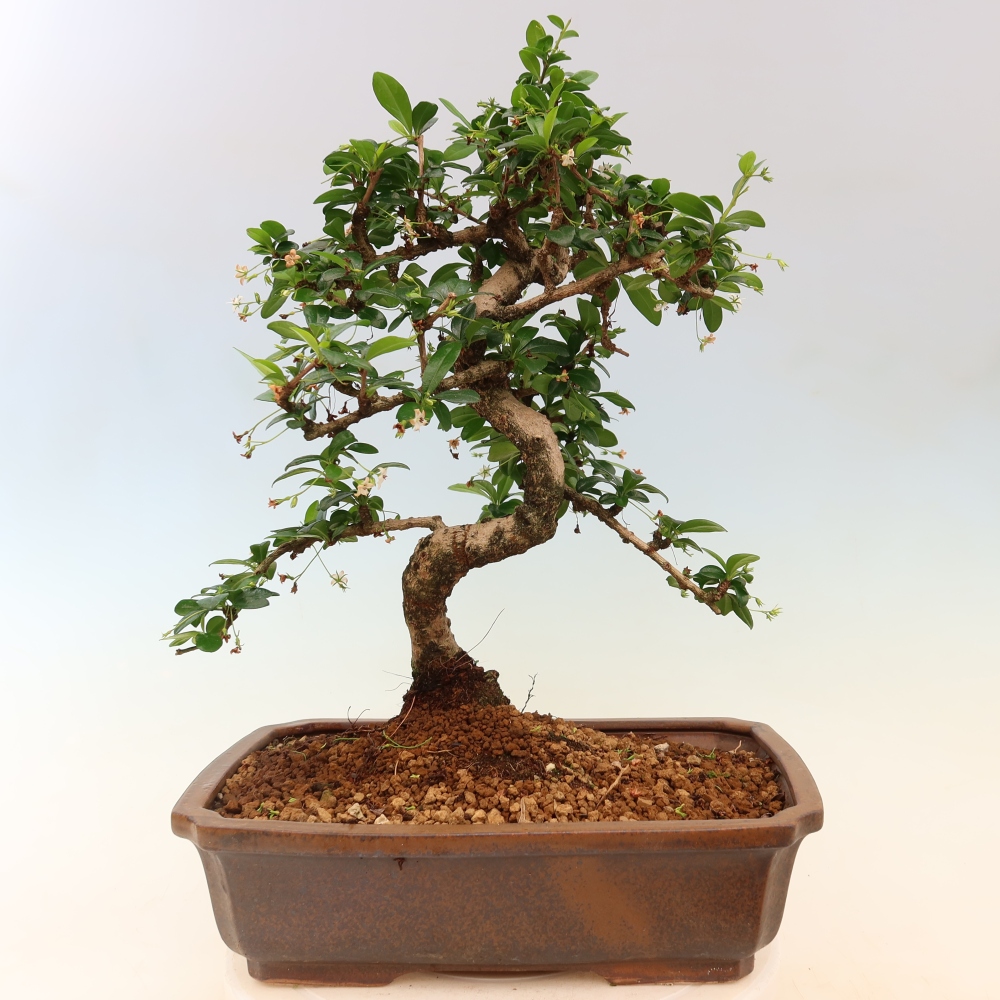 Izbové bonsaje - Carmona macrophylla - Tea fuki