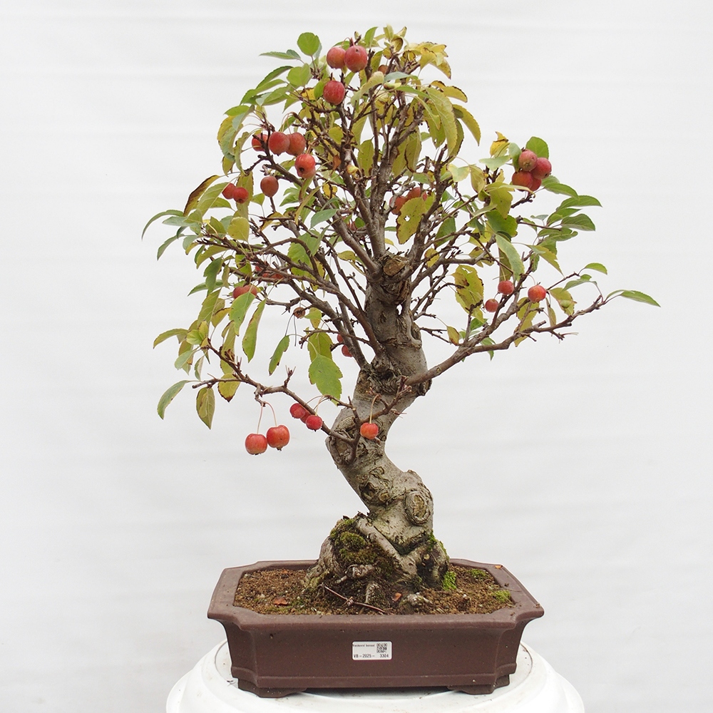 Vonkajší bonsai -Malus halliana - Maloplodá jabloň
