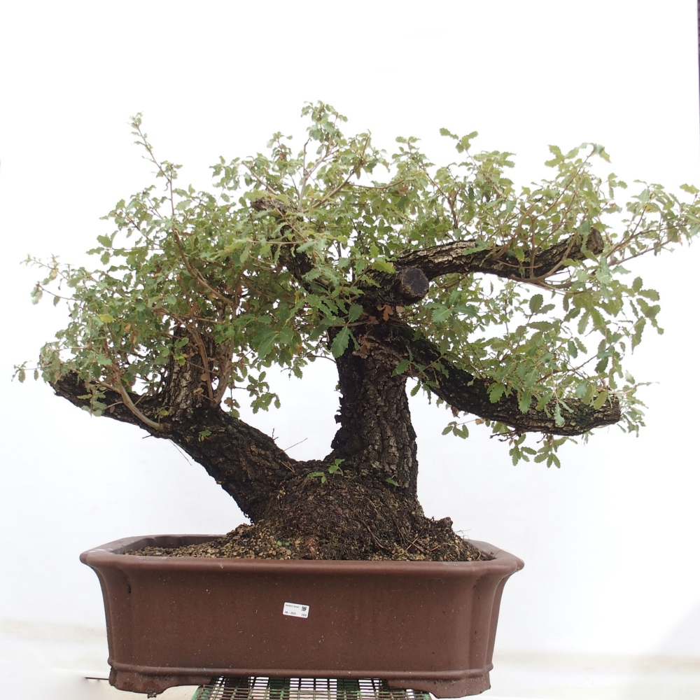 Yamadori - Quercus Ilex -Dub cezmínovitý