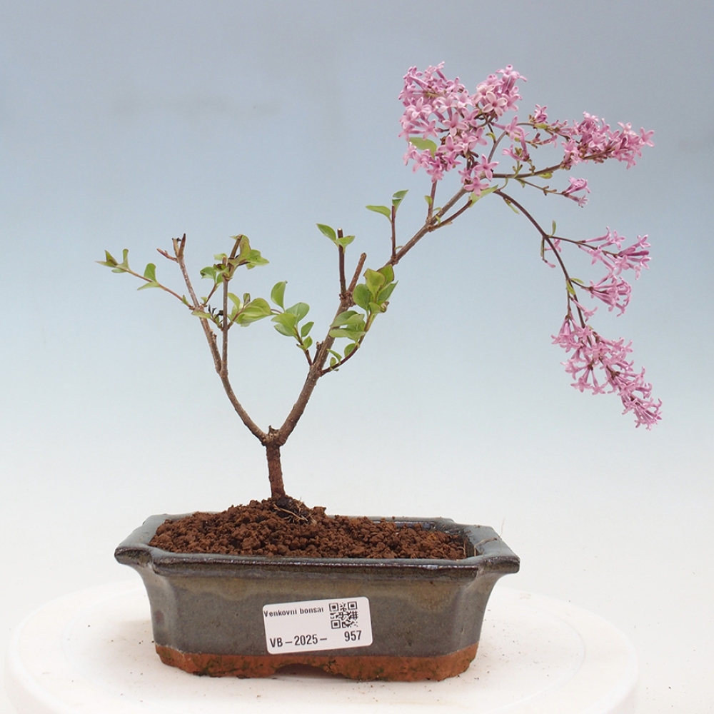 Vonkajší bonsai - Syringa Meyeri Palibin - Orgován Meyerov