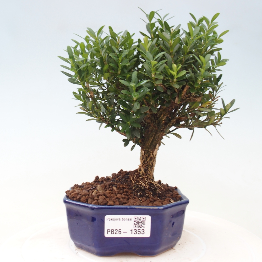 Izbové bonsaje - Buxus harlandii - korkový buxus