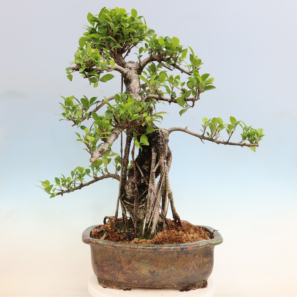 Izbové bonsaje - Ficus kimmen - drobnolistý fikus