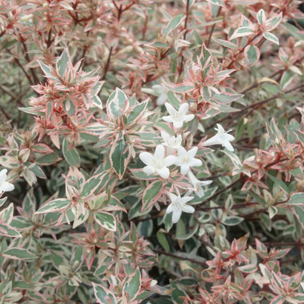 Vonkajší bonsai – Abelia gr. Confetti – Abélie veľkokvetá