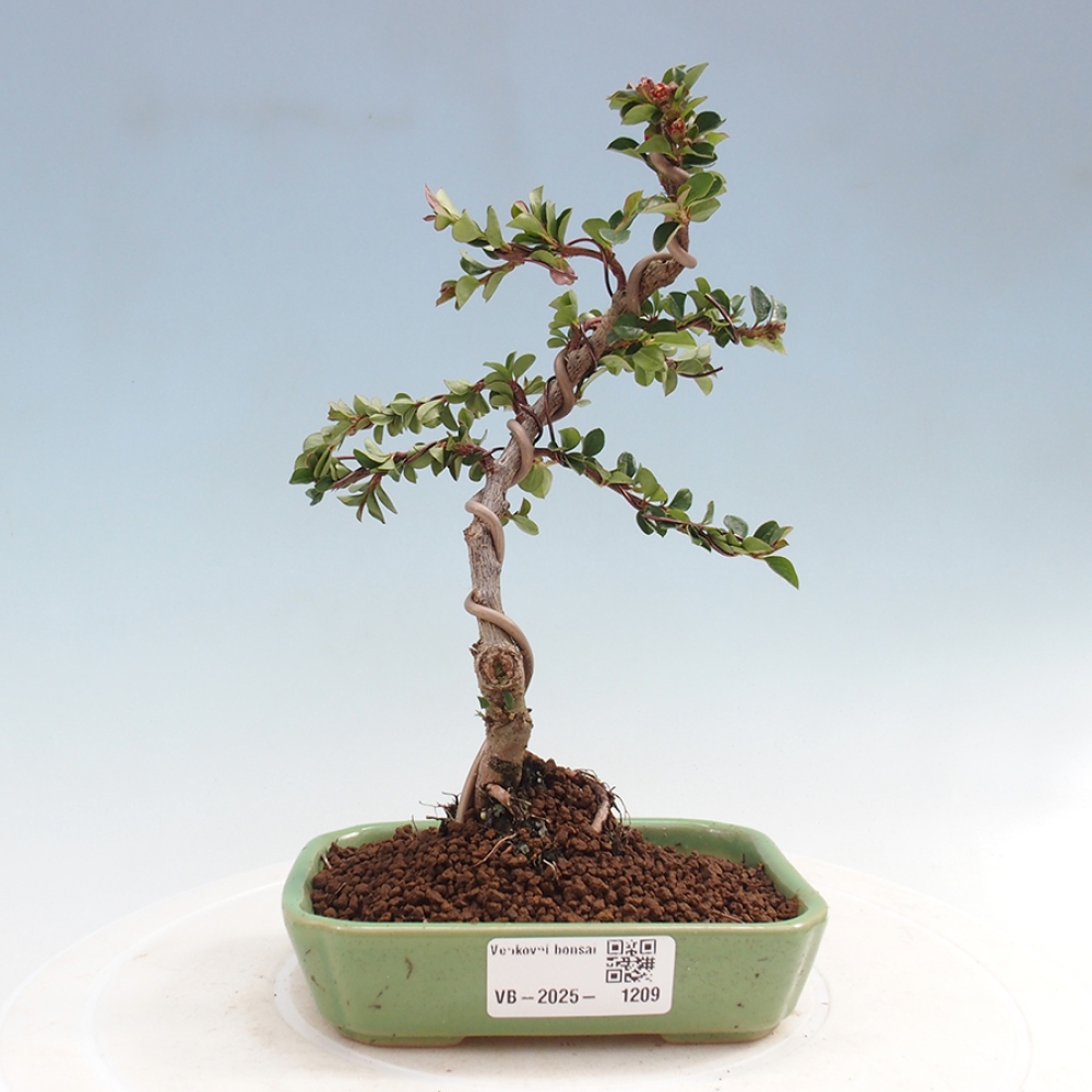Vonkajší bonsai - Cotoneaster horizontalis - Skalník