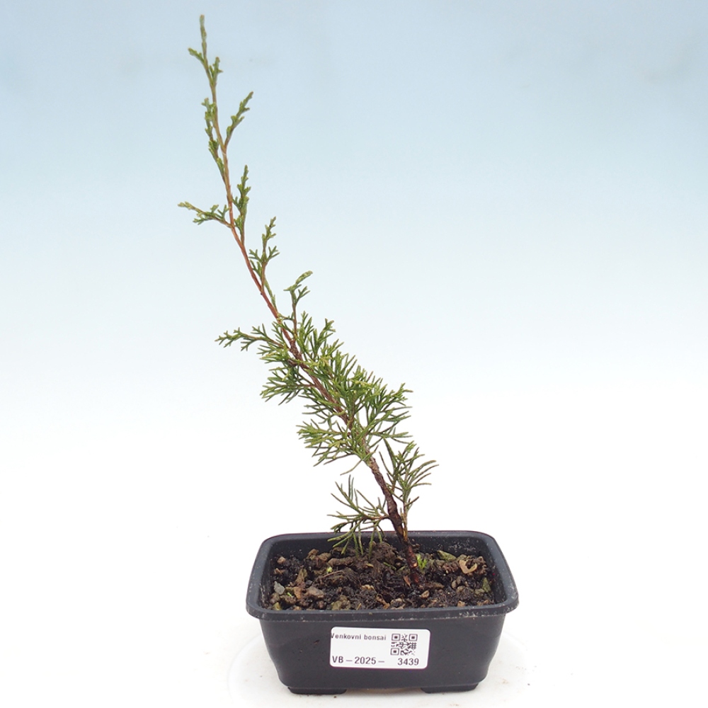 Vonkajší bonsaj - Juniperus chinensis Itoigawa