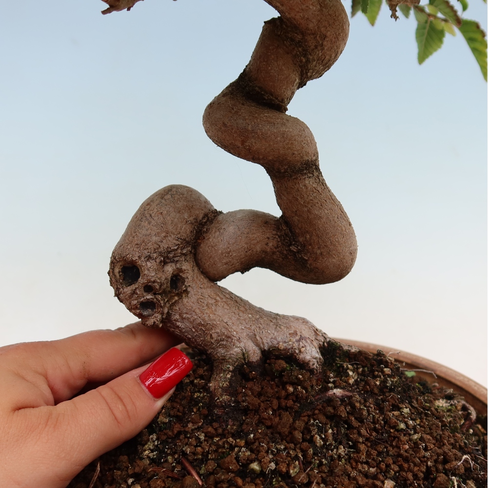 Vonkajší bonsaj -Carpinus coreana - Hrab kórejský
