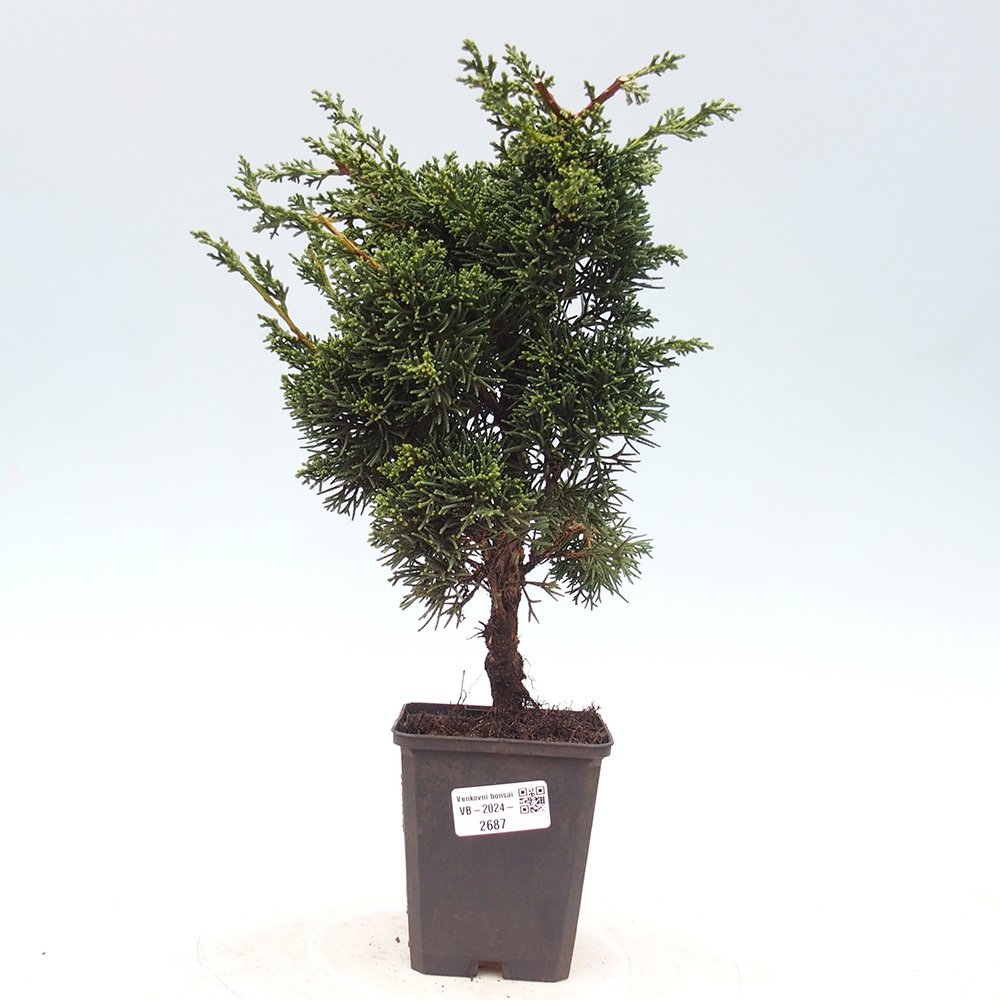 Vonkajšie bonsai - Juniperus chinensis Kishu -Jalovec čínsky