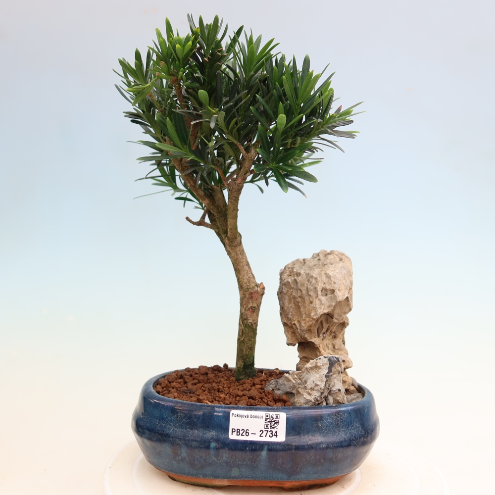 Izbové bonsaje - Podocarpus - Kamenný tis