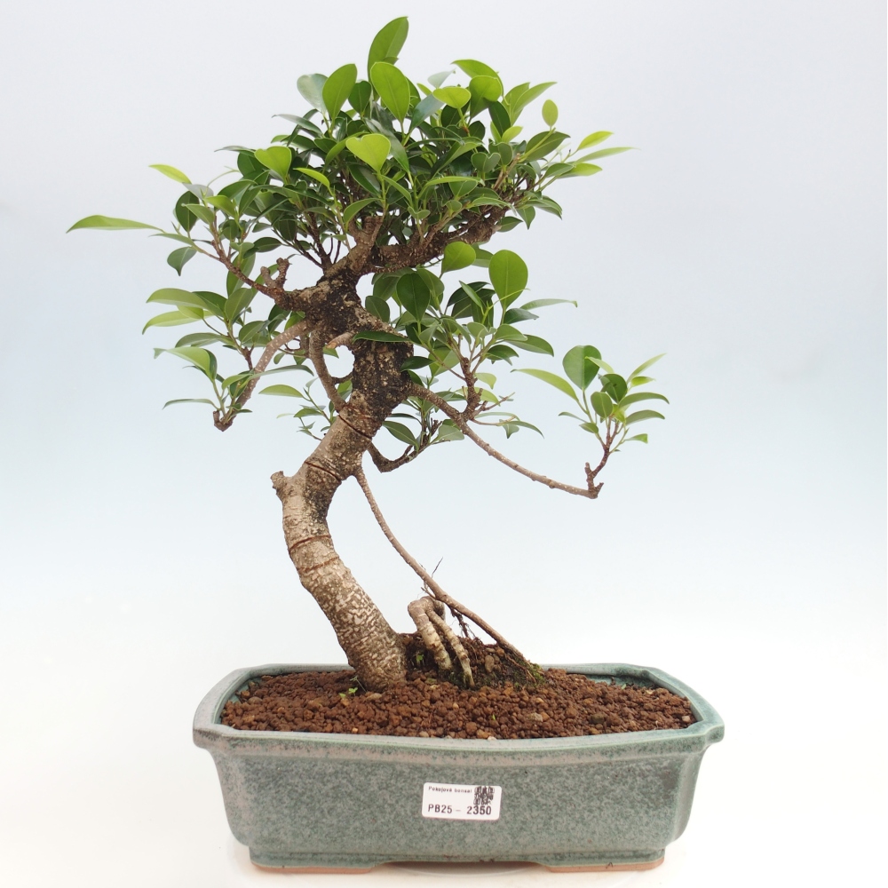 Izbová bonsai - Ficus kimmen - malolistý fikus