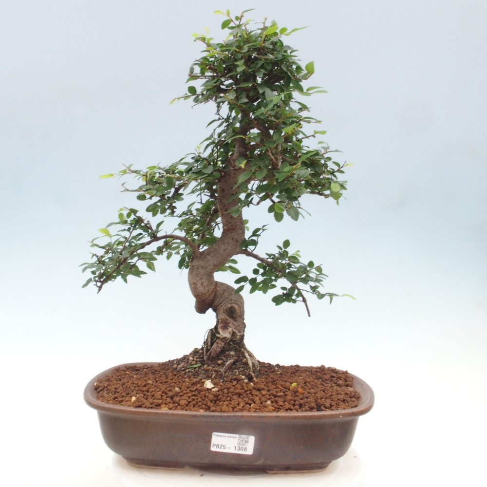 Izbová bonsai - Ulmus parvifolia - Malolistý brest