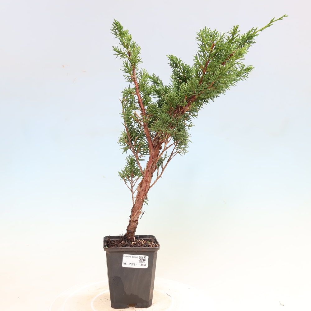 Vonkajší bonsaj - Juniperus chinensis Kishu